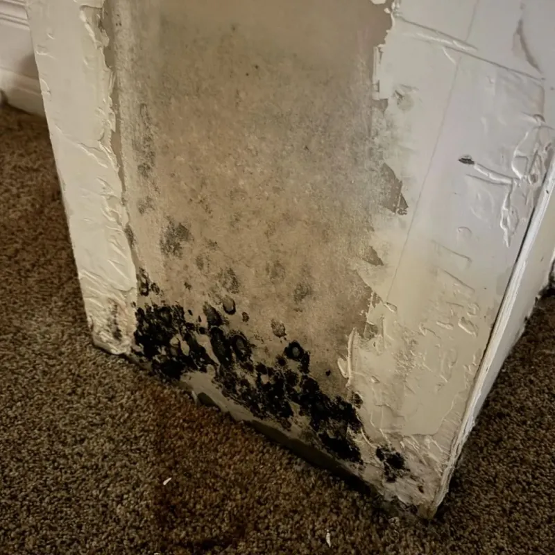 Professional Mold Removal in Centreville, MS